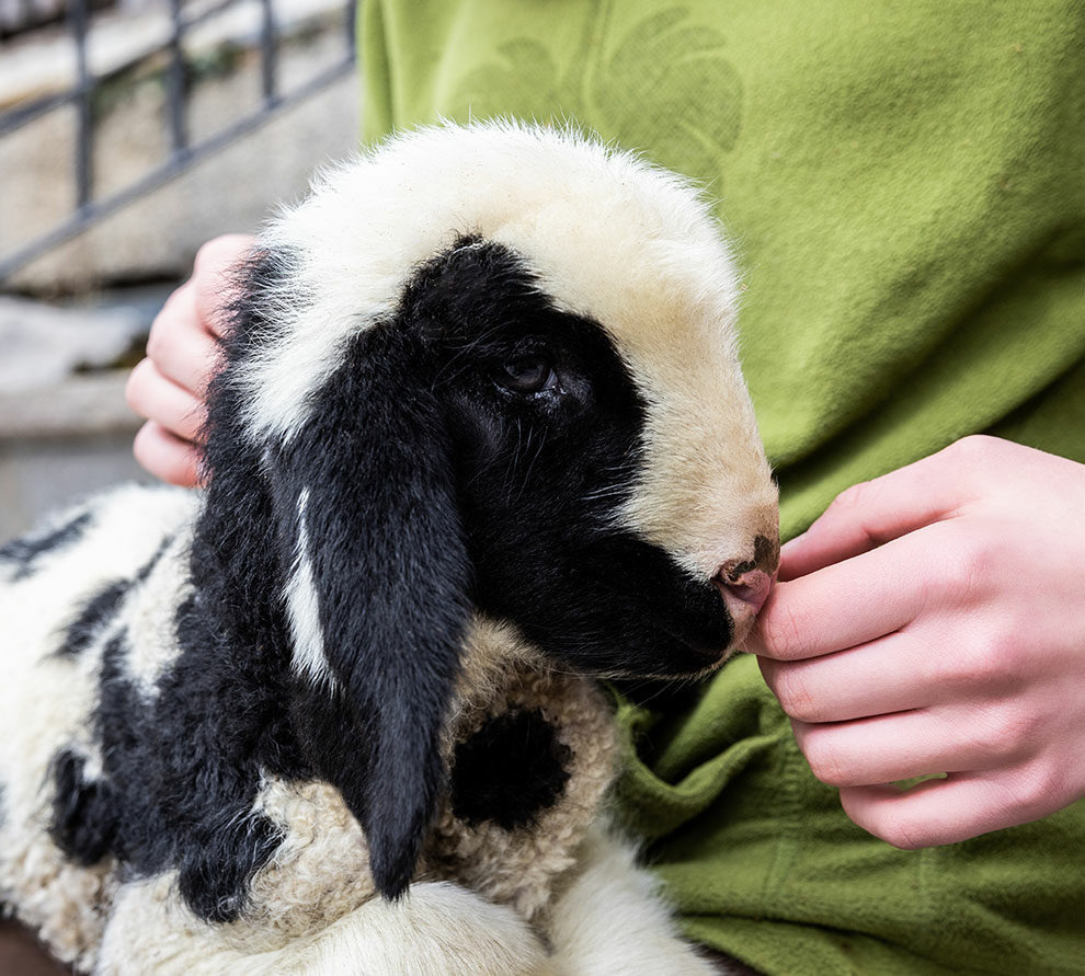 Tiere am Bio-Bauernhof in Filzmoos