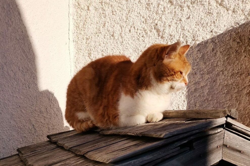 Tiere am Bio-Bauernhof in Filzmoos